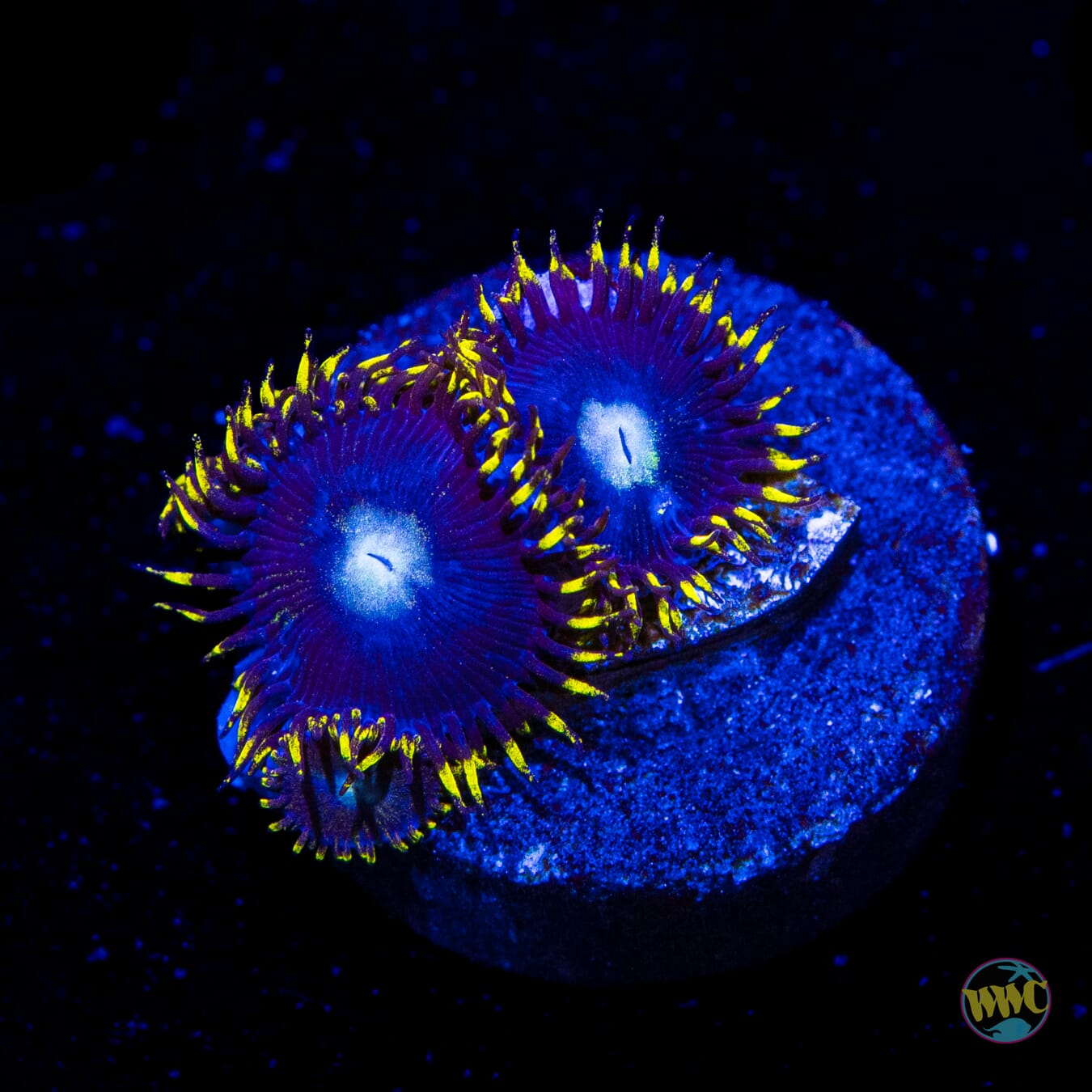 WWC Crown Royal Zoanthids