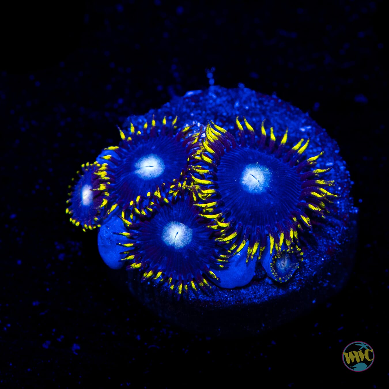 WWC Crown Royal Zoanthids