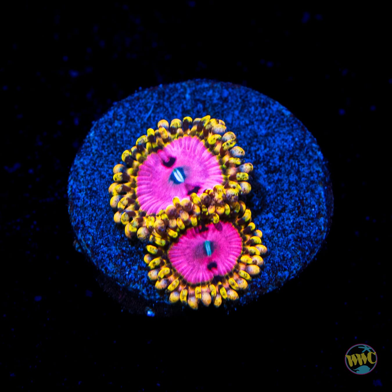 RR Pink Diamond Zoanthids