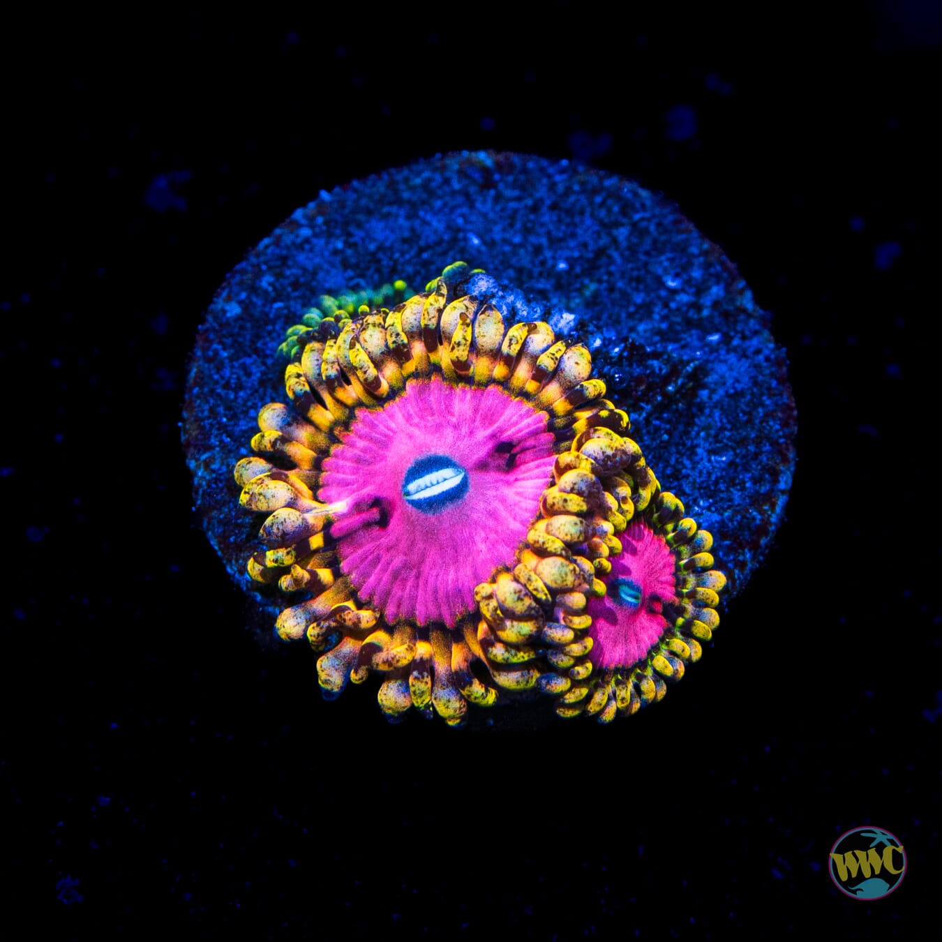 RR Pink Diamond Zoanthids