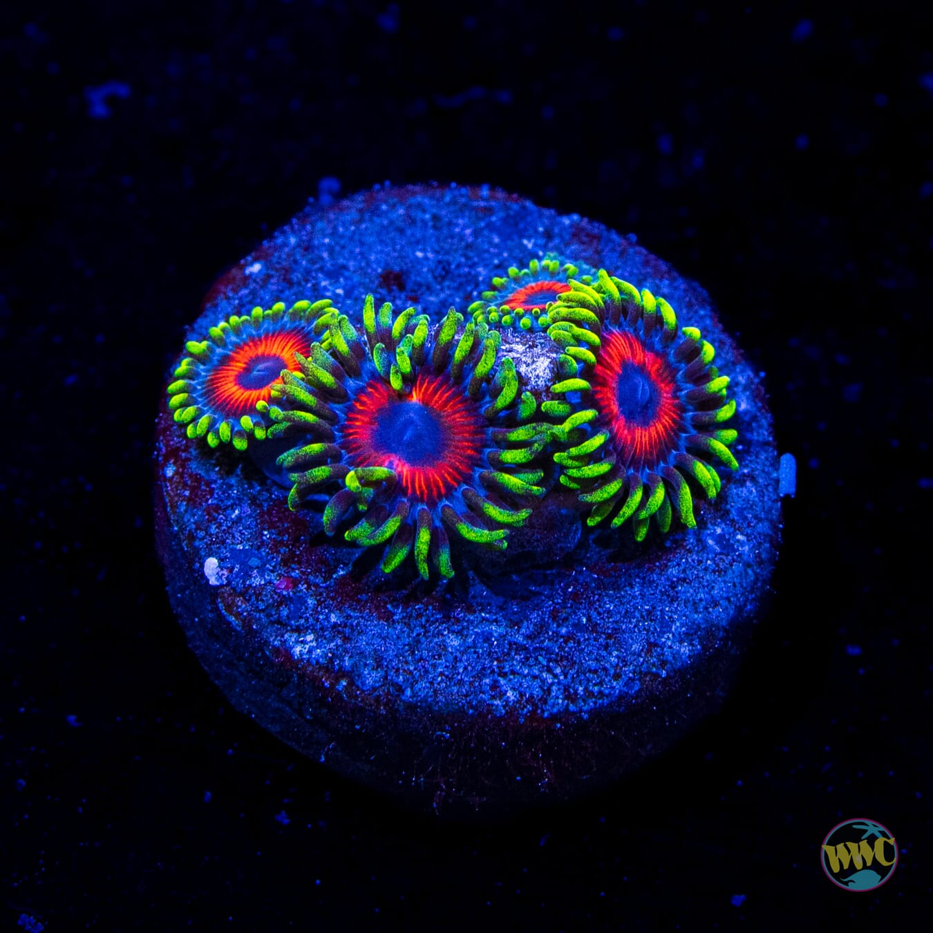 Whammin Watermelon Zoanthids