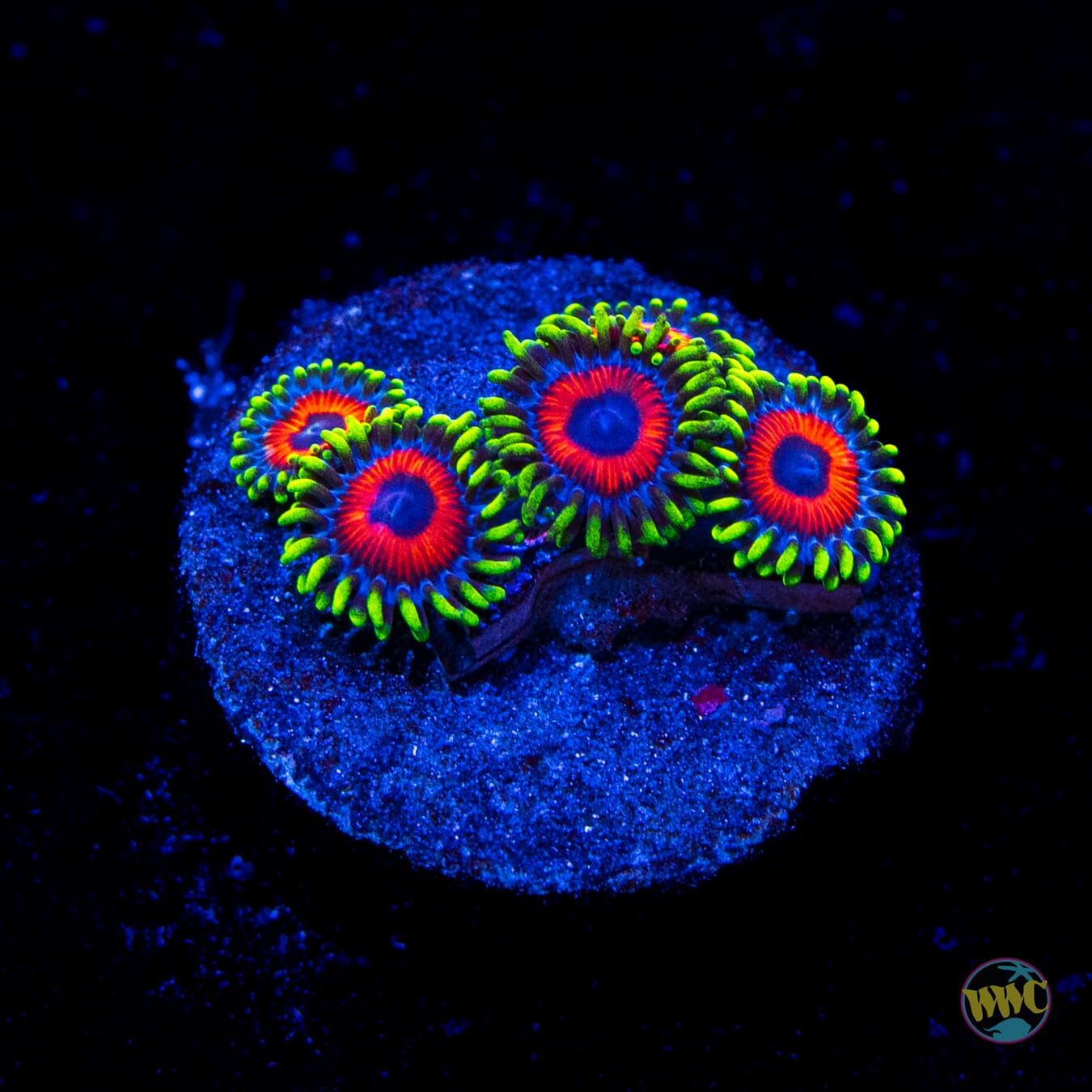 Whammin Watermelon Zoanthids