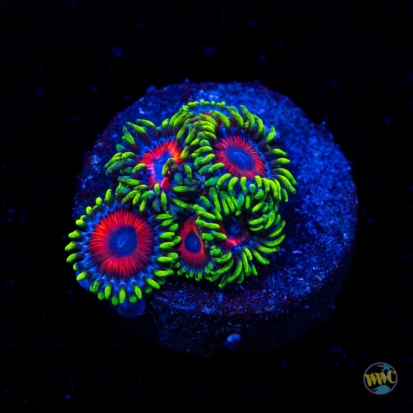 Whammin Watermelon Zoanthids