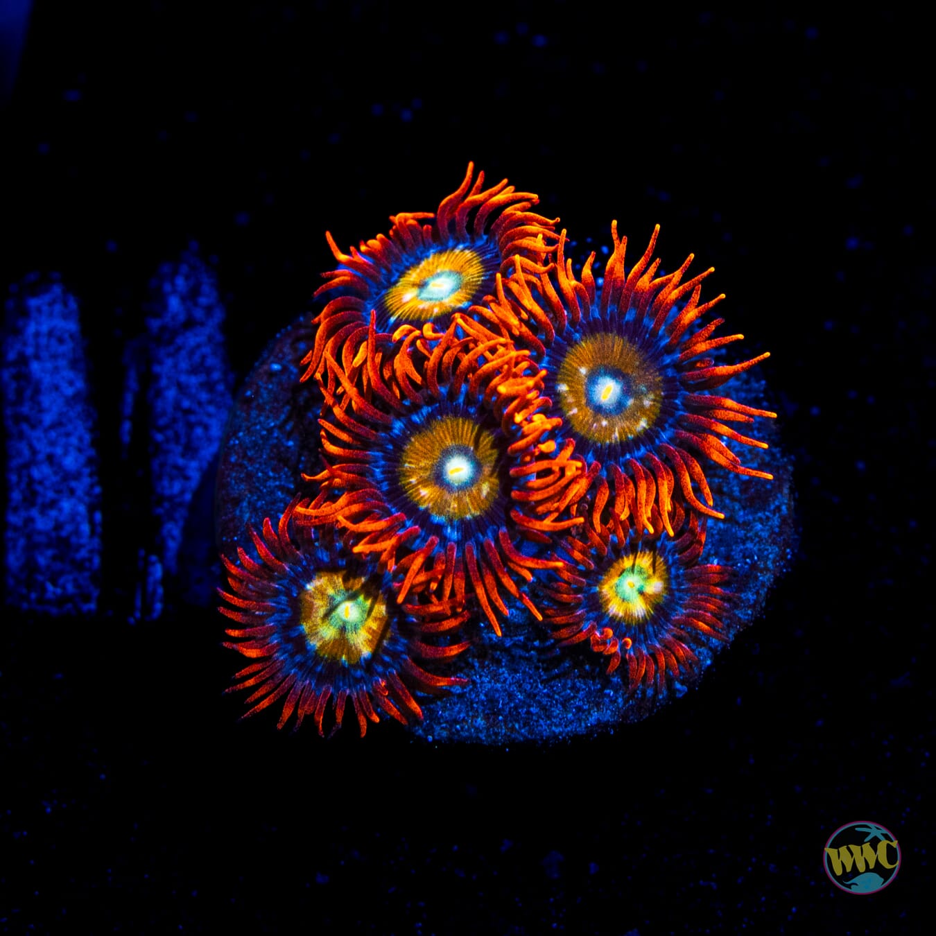 WWC Blondies Zoanthids