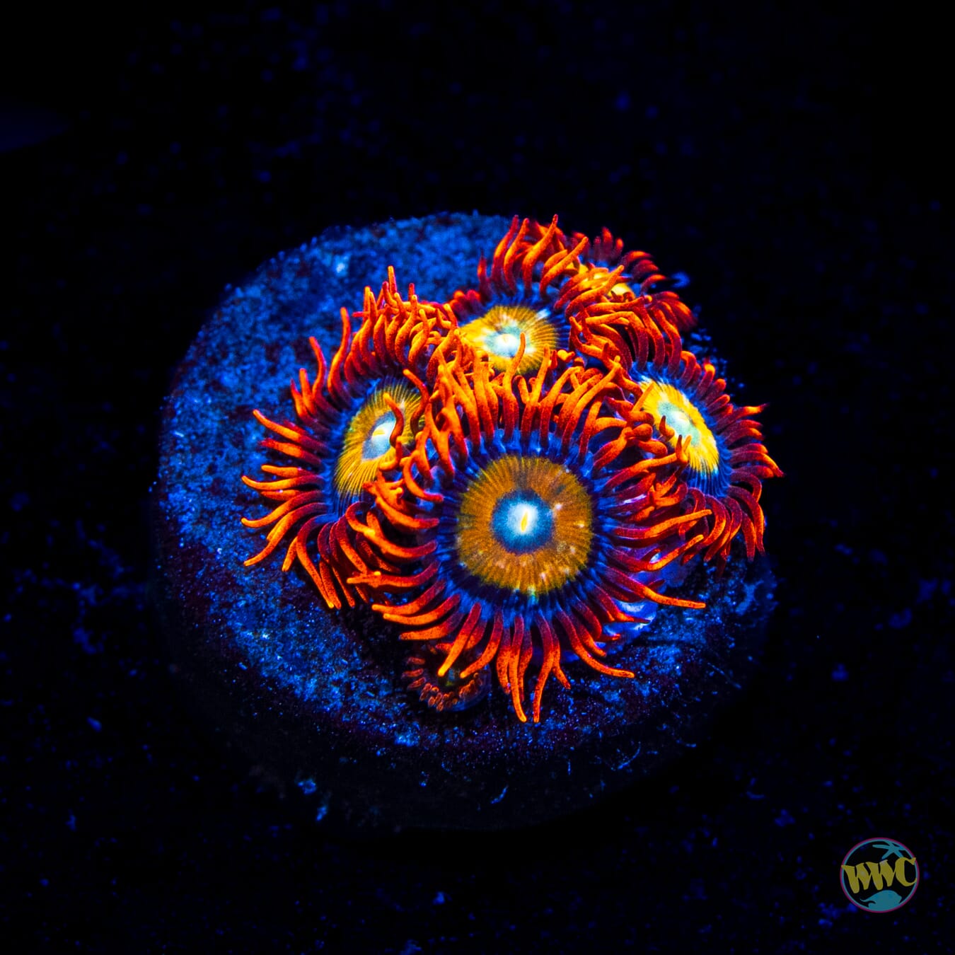 WWC Blondies Zoanthids