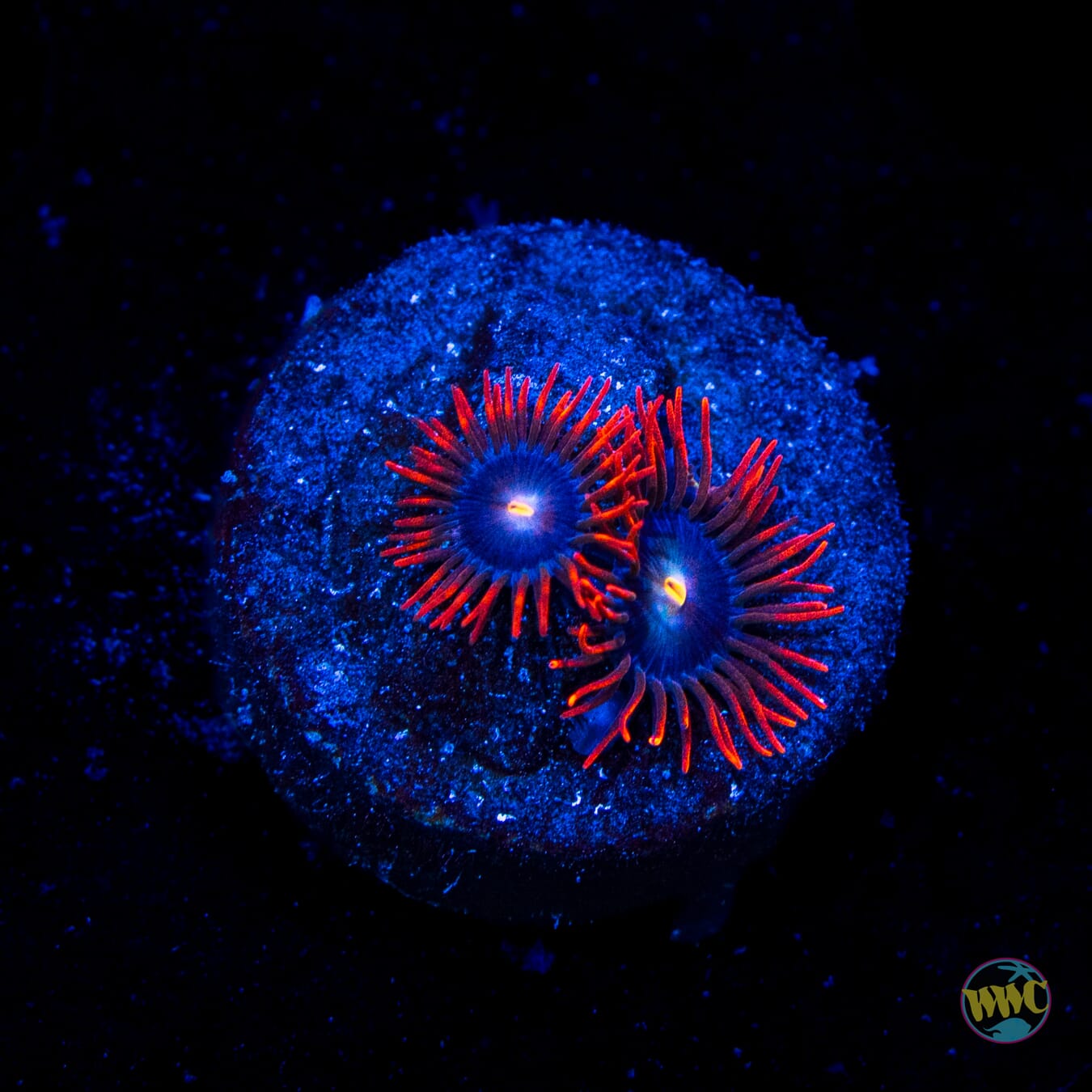 WWC Wildfire Zoanthids