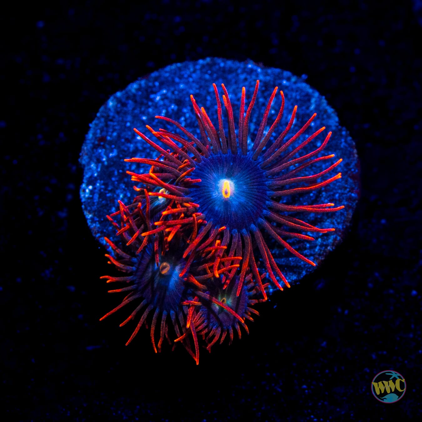 WWC Wildfire Zoanthids