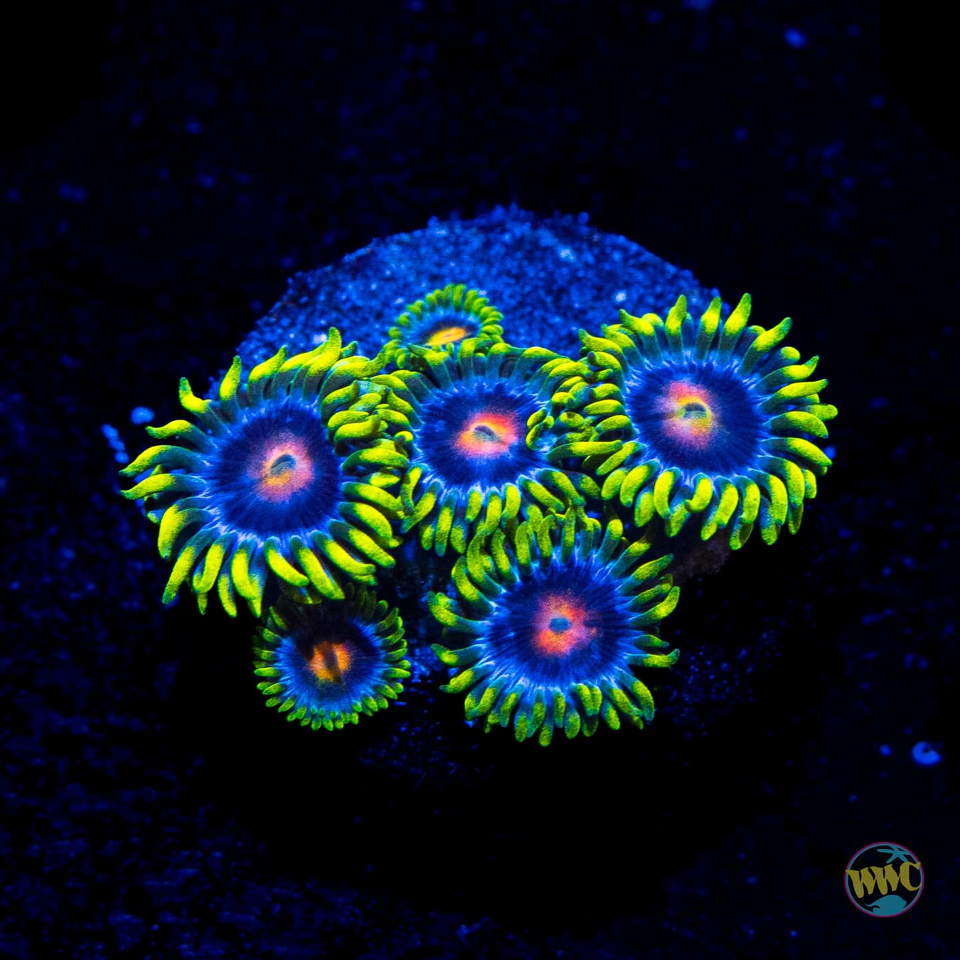 WWC Ultimate Blowpop Zoanthids