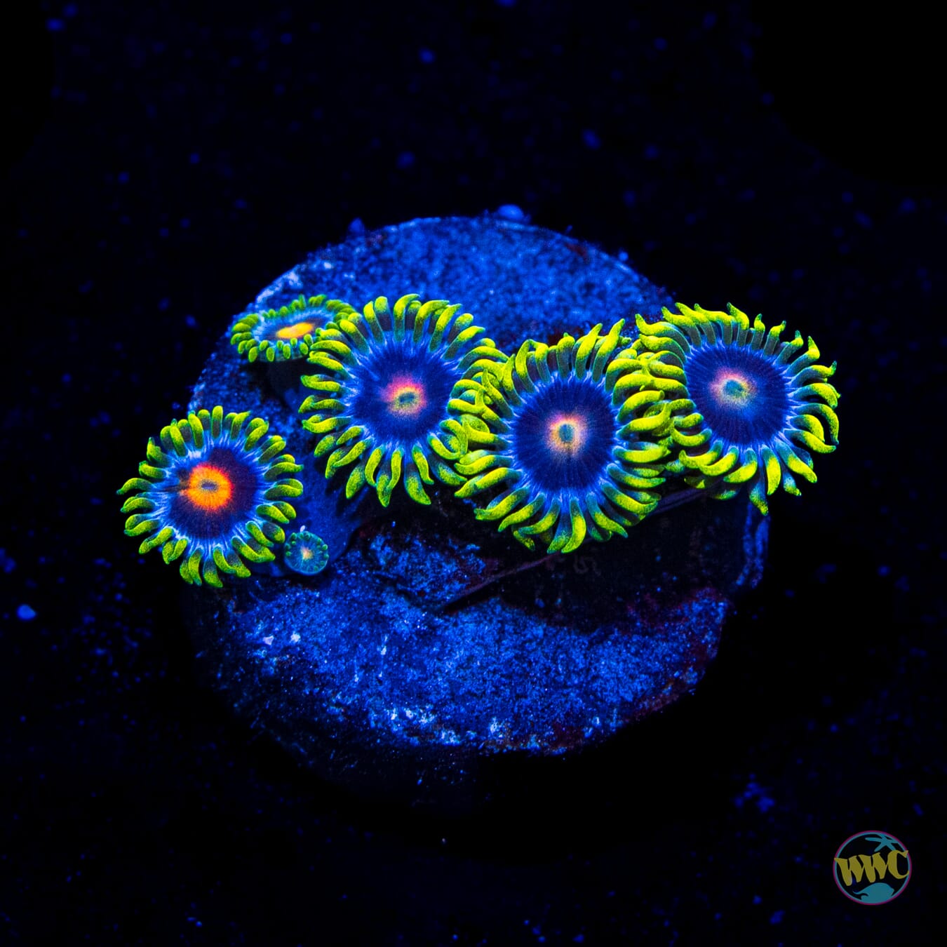 WWC Ultimate Blowpop Zoanthids