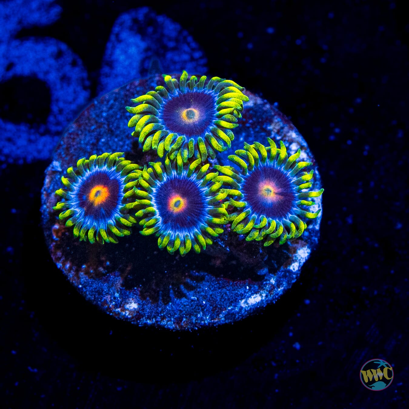 WWC Ultimate Blowpop Zoanthids