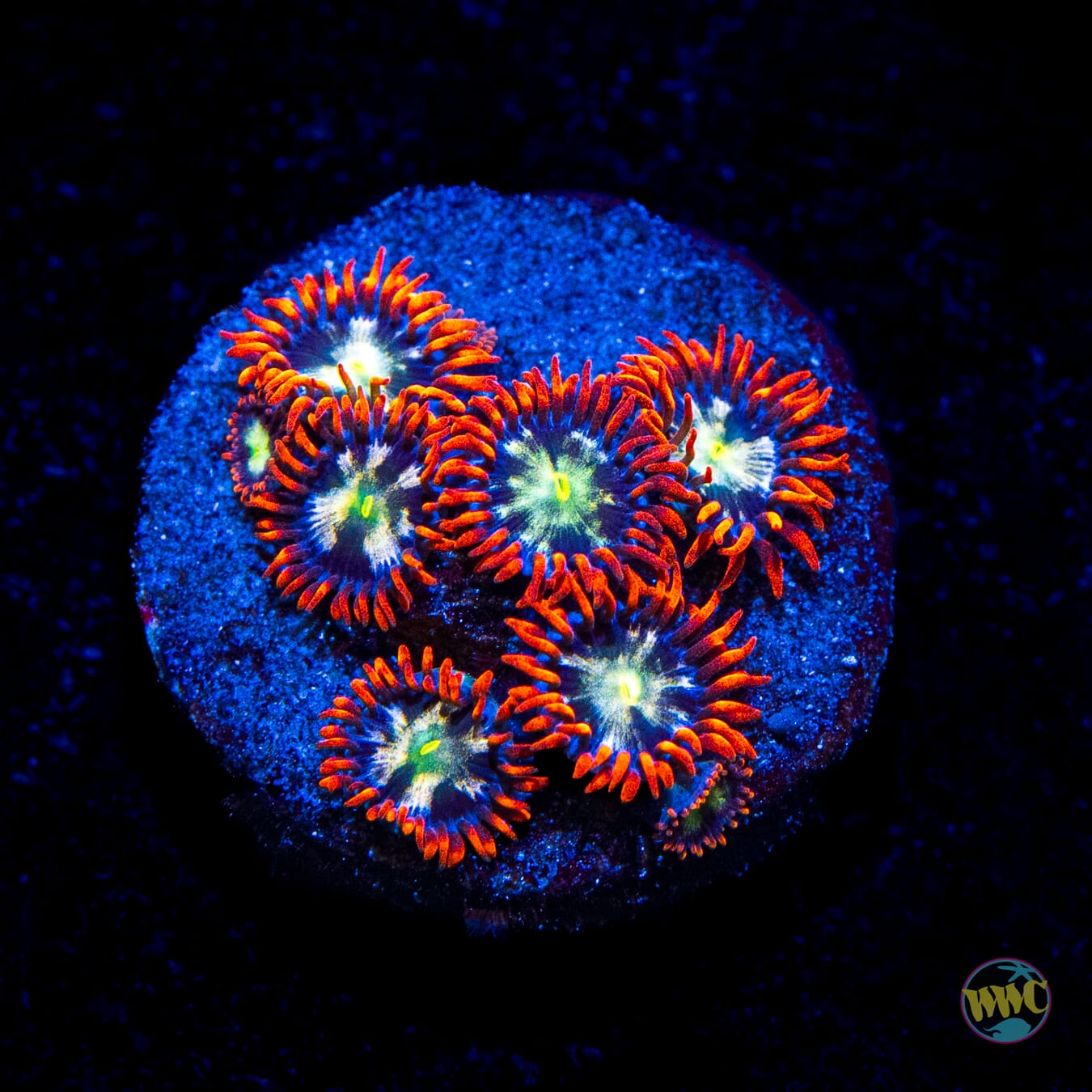WWC Alpha Omega Zoanthids