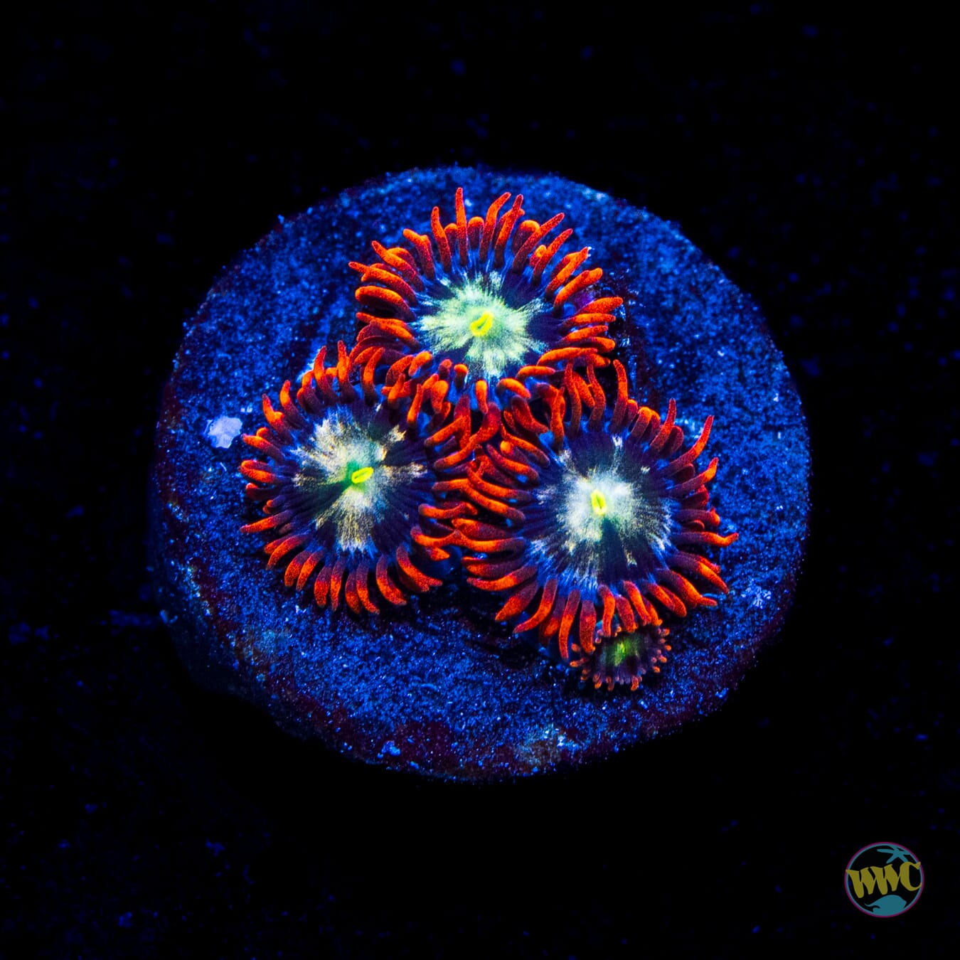WWC Alpha Omega Zoanthids