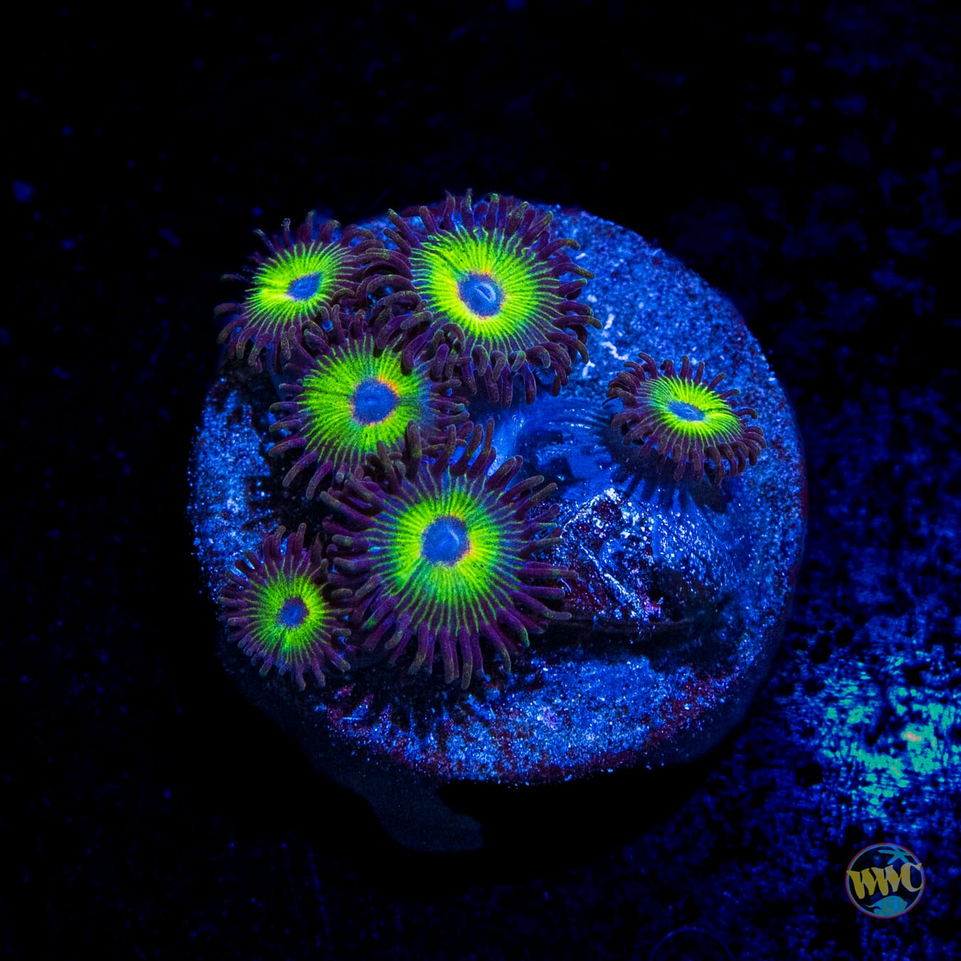 WWC Bob Marley Zoanthids