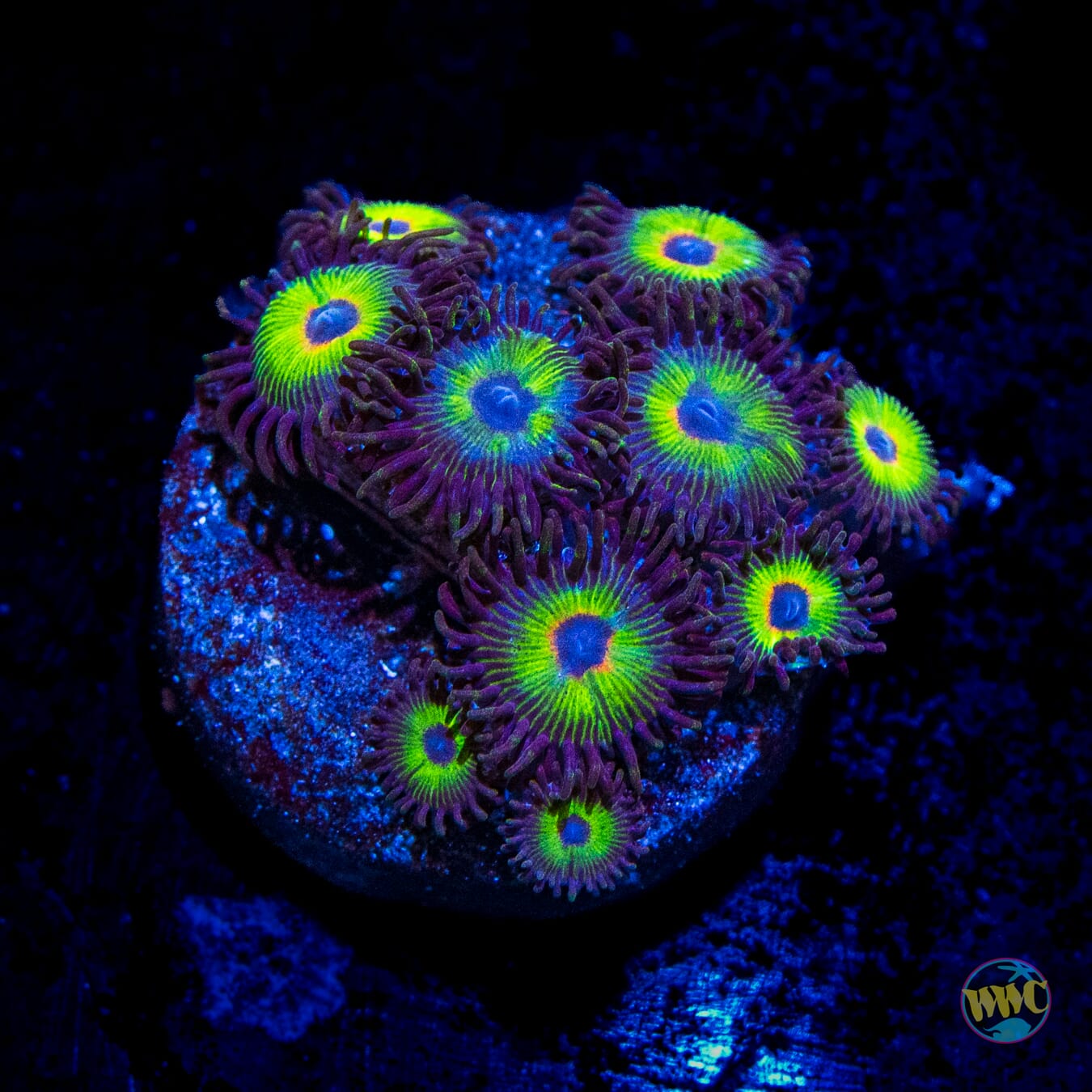WWC Bob Marley Zoanthids