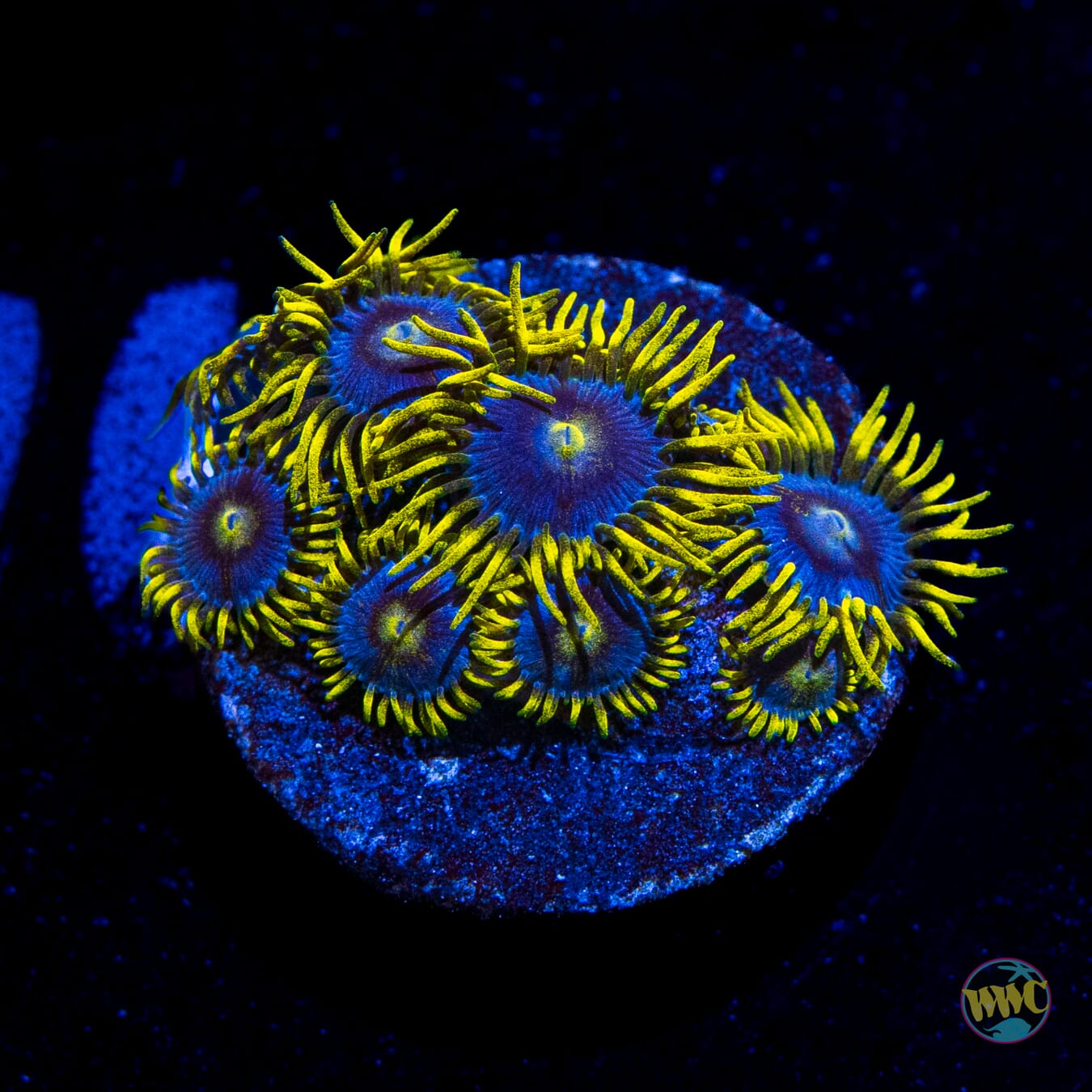 WWC Sunbeam Shuriken Zoanthids