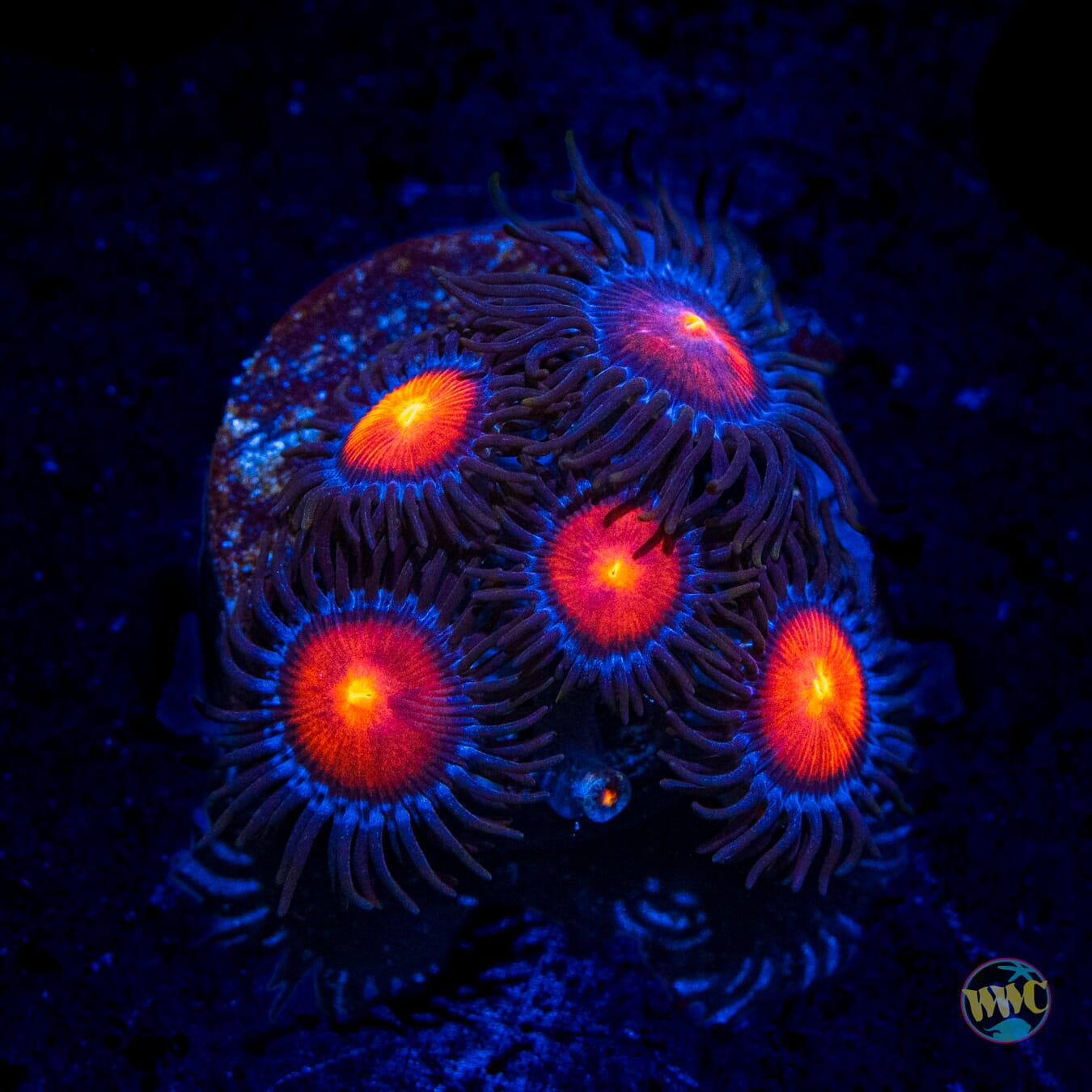 WWC Burning Mans Zoanthids