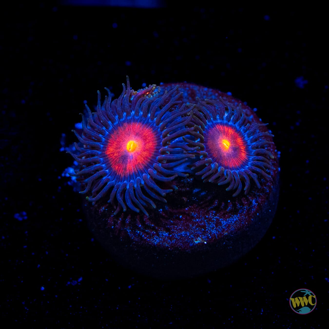 WWC Burning Mans Zoanthids