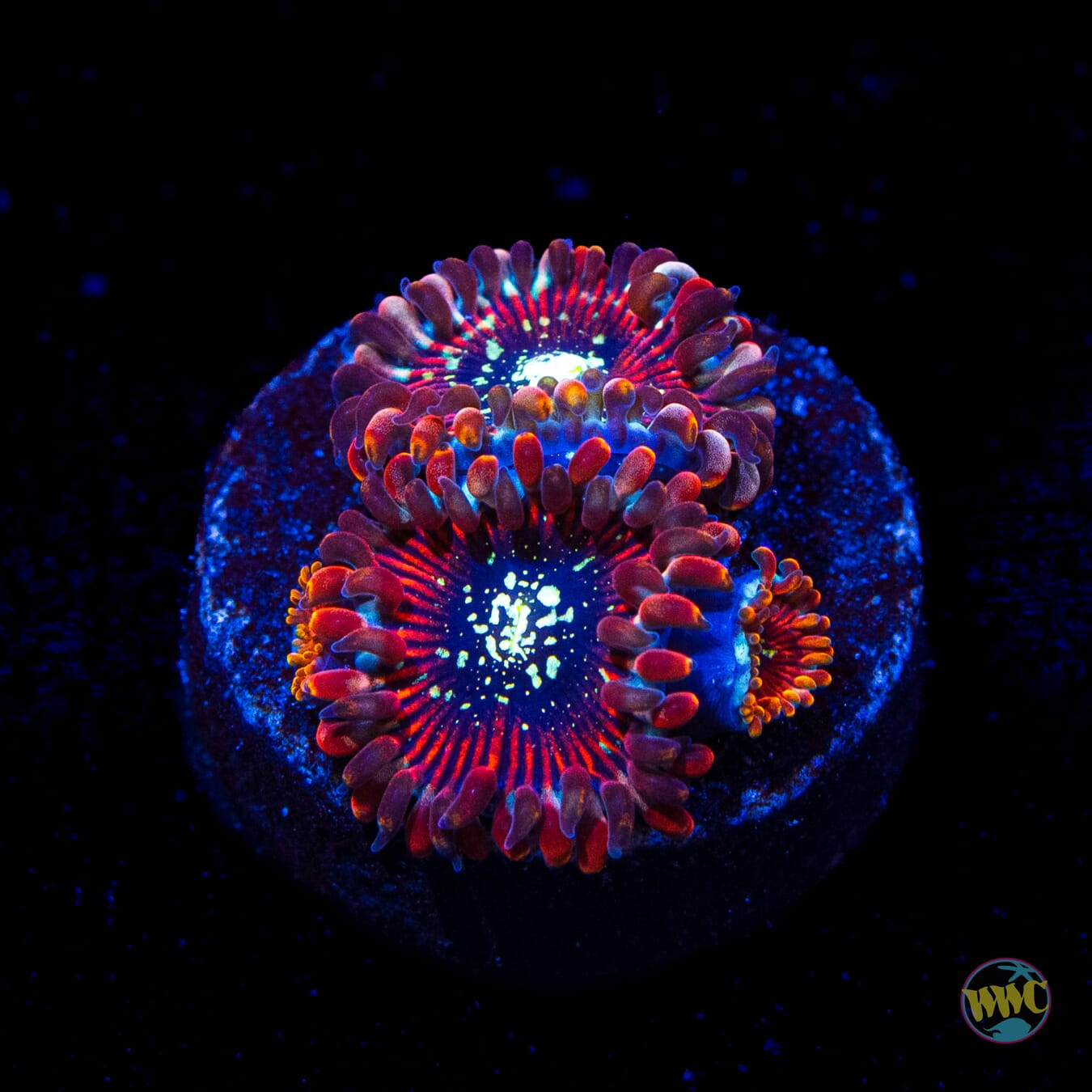 Magician Zoanthids