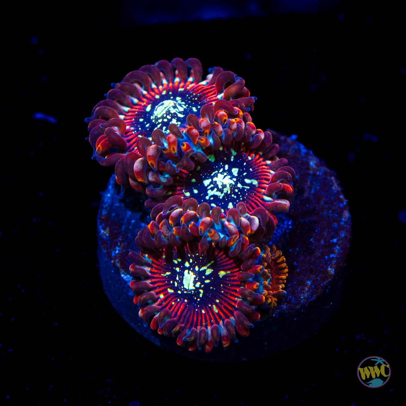 Magician Zoanthids