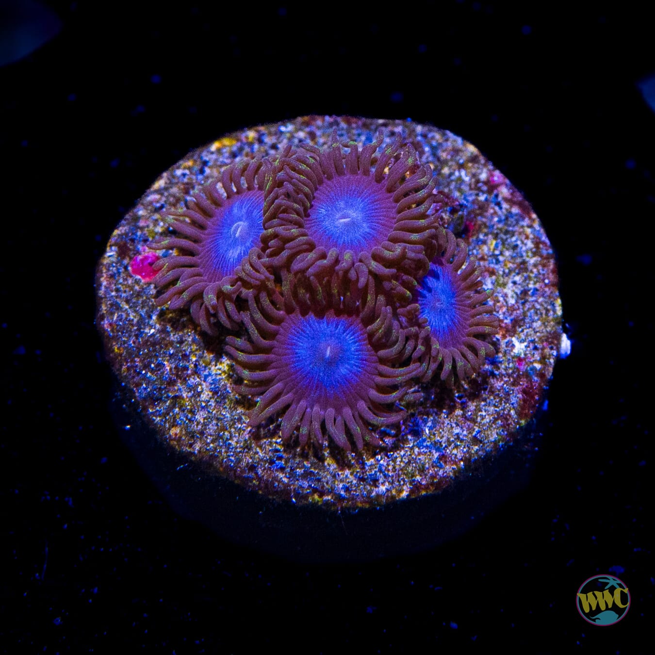 Tubbs Blues Zoanthids