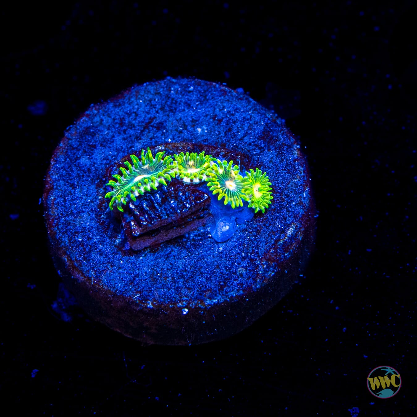 WWC Emerald Dream Zoanthids