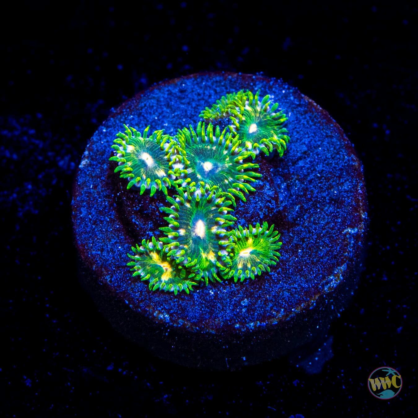 WWC Emerald Dream Zoanthids