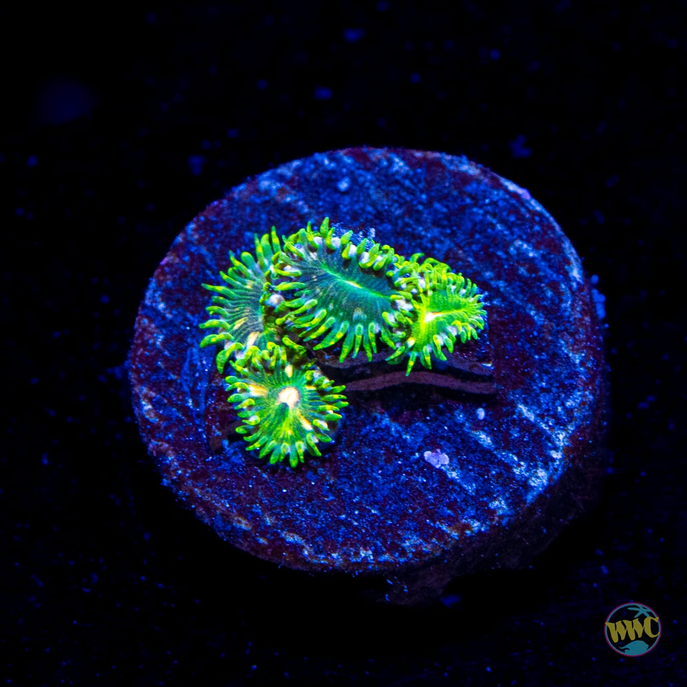 WWC Emerald Dream Zoanthids