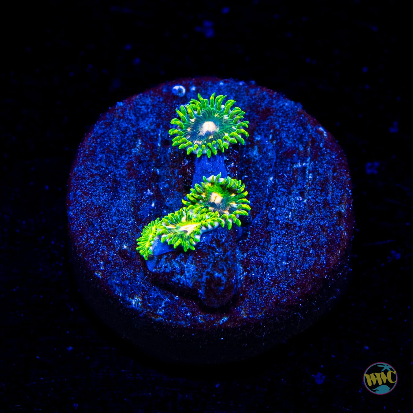 WWC Emerald Dream Zoanthids