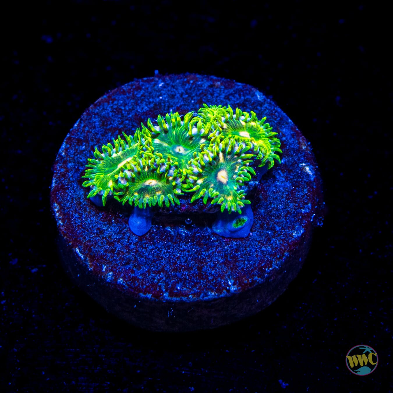 WWC Emerald Dream Zoanthids