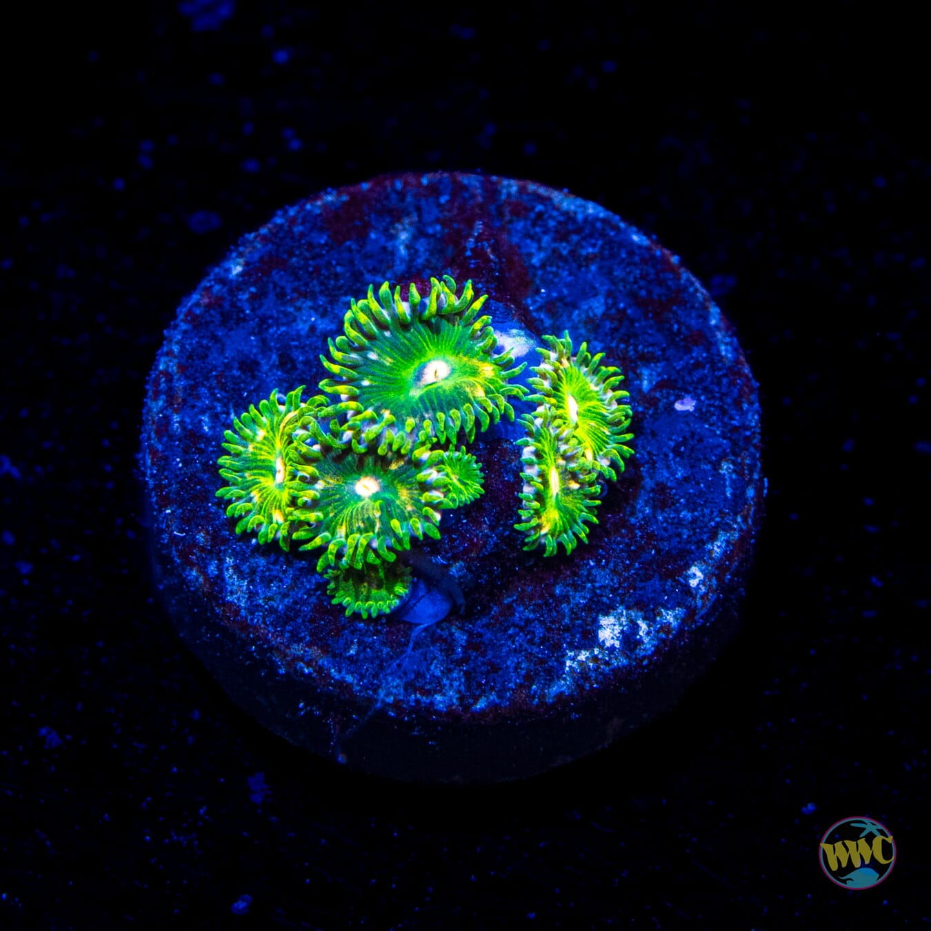 WWC Emerald Dream Zoanthids
