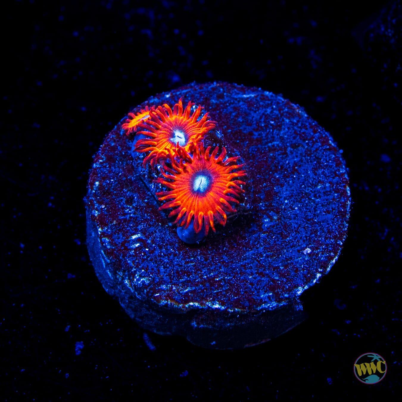 Charmanderz Zoanthids