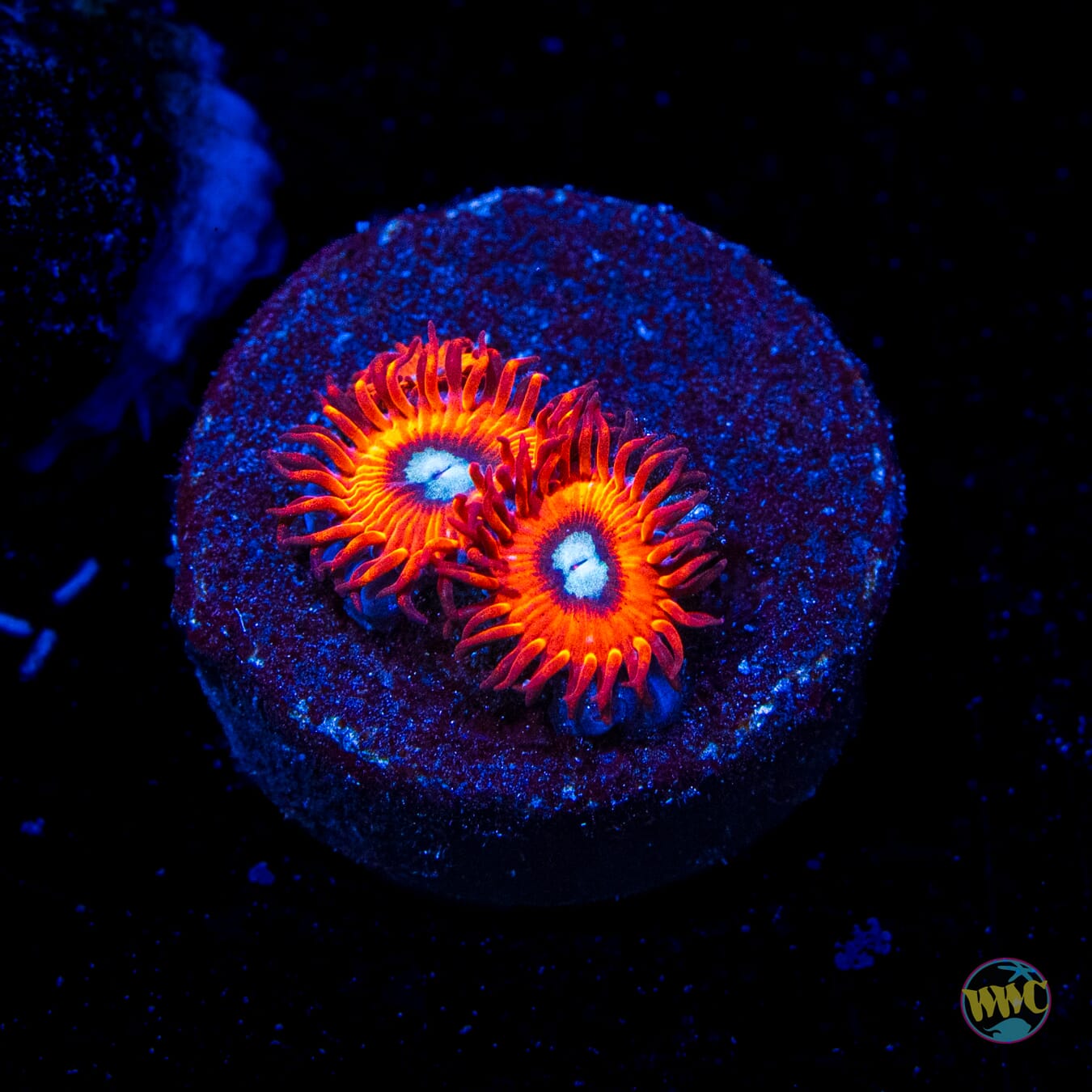 Charmanderz Zoanthids