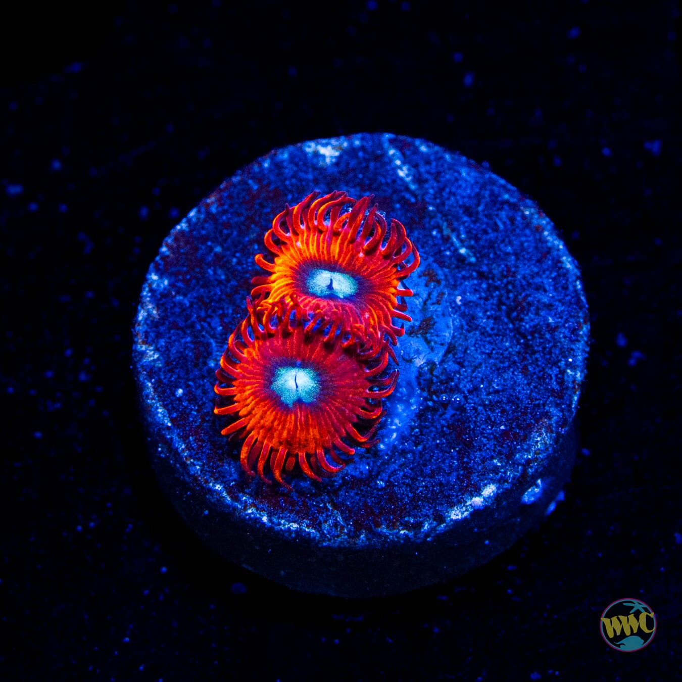 Charmanderz Zoanthids