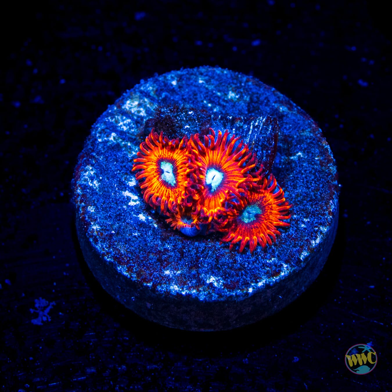 Charmanderz Zoanthids