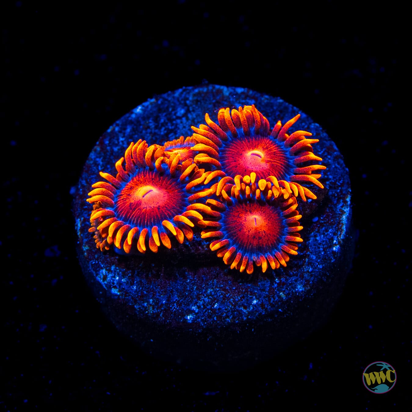 Bam Bamz Zoanthids