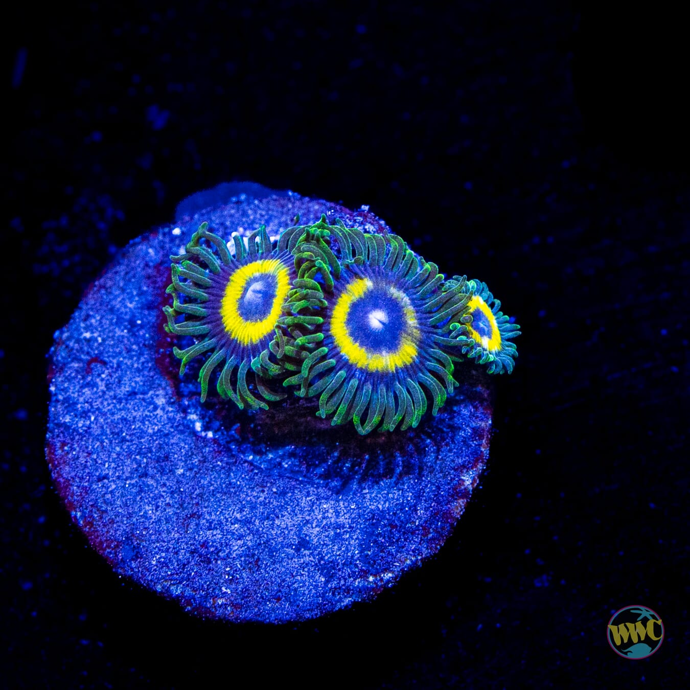 Yellow Submarine Zoanthids
