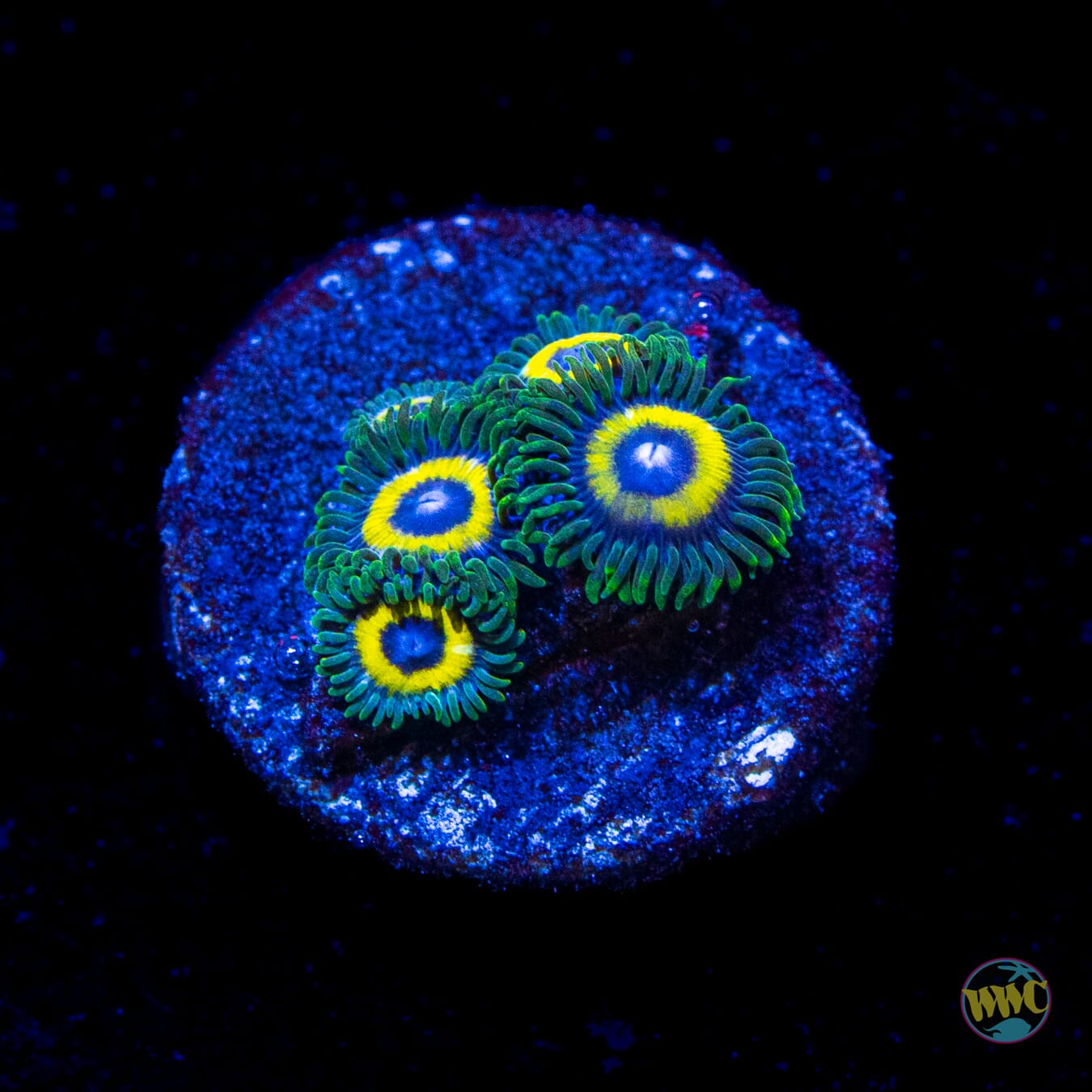 Yellow Submarine Zoanthids