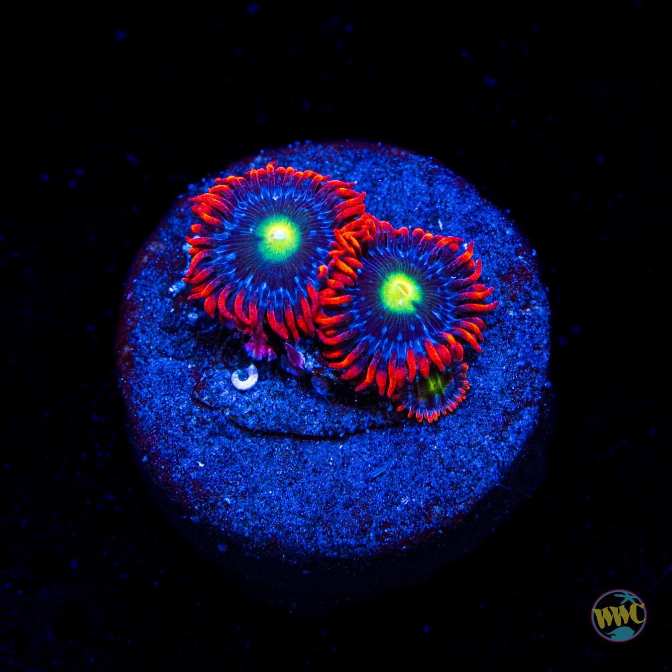 WWC Monster Mash Zoanthids