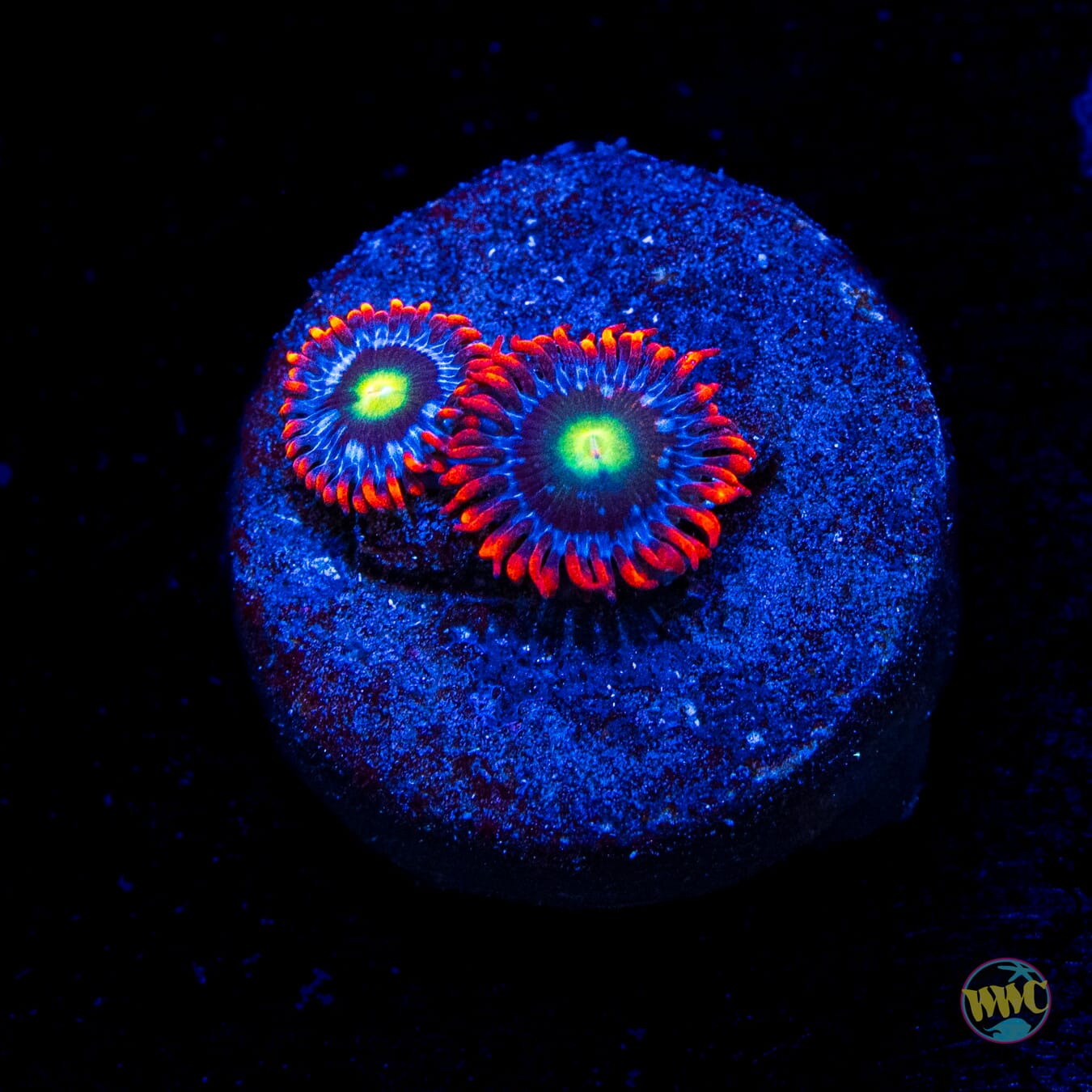 WWC Monster Mash Zoanthids