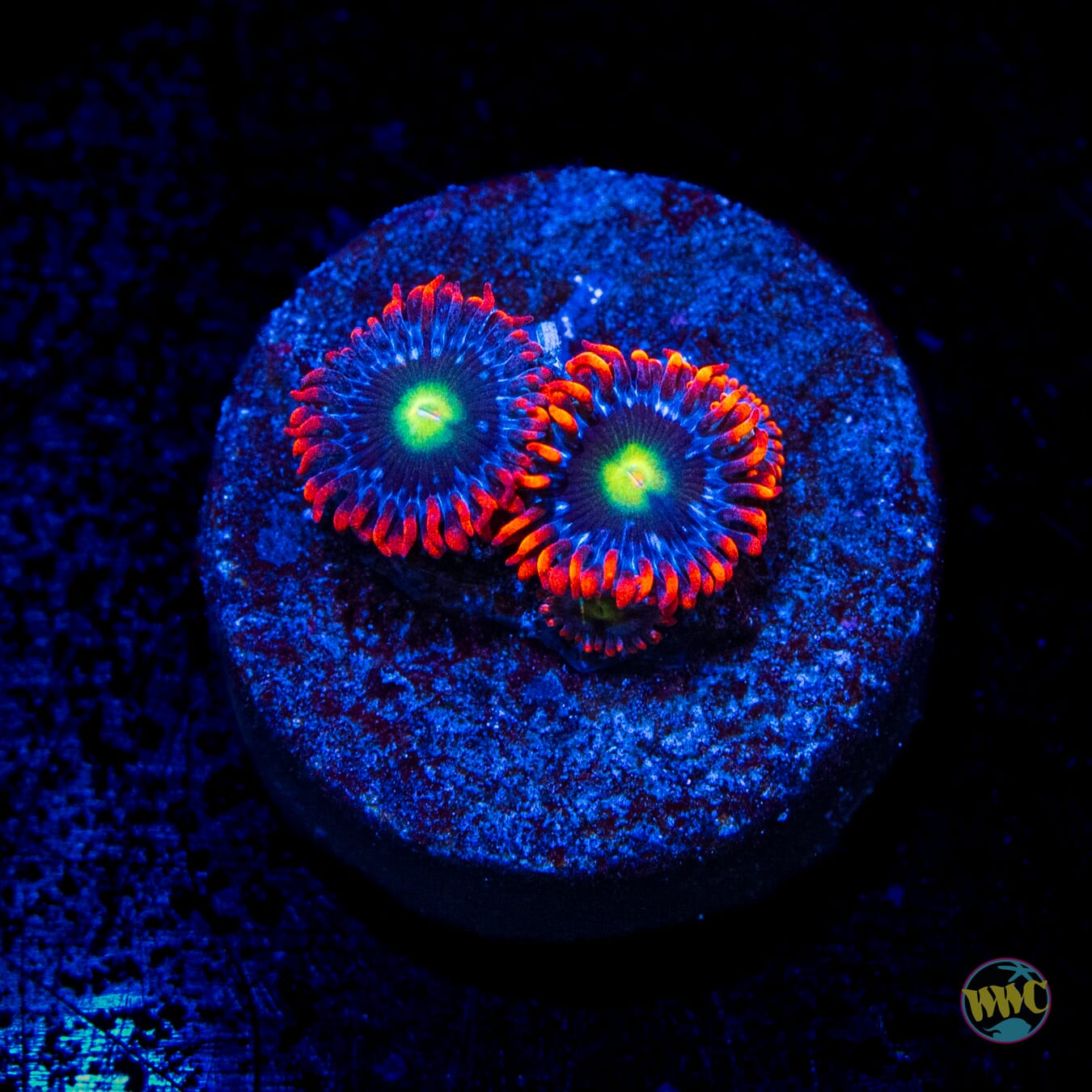 WWC Monster Mash Zoanthids