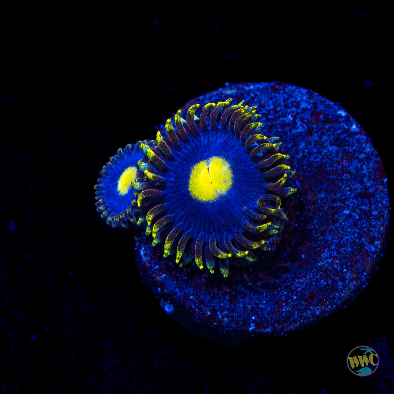 WWC Crazy Kimchi Zoanthids