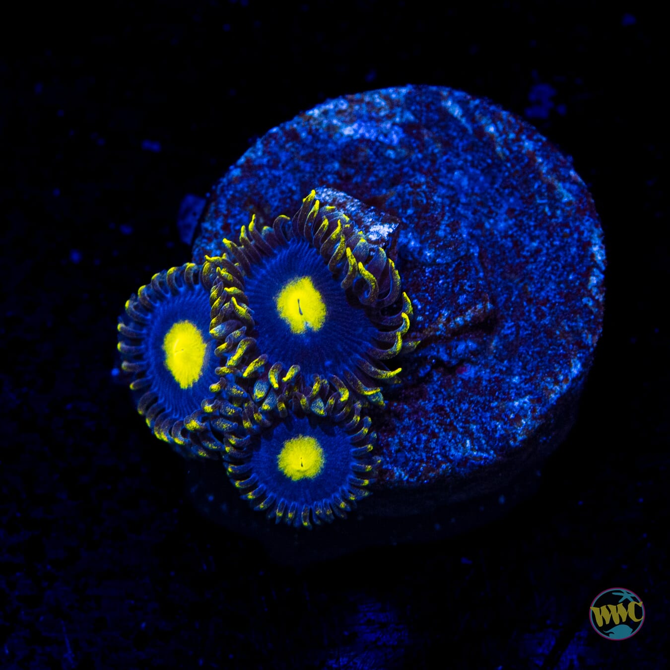 WWC Crazy Kimchi Zoanthids