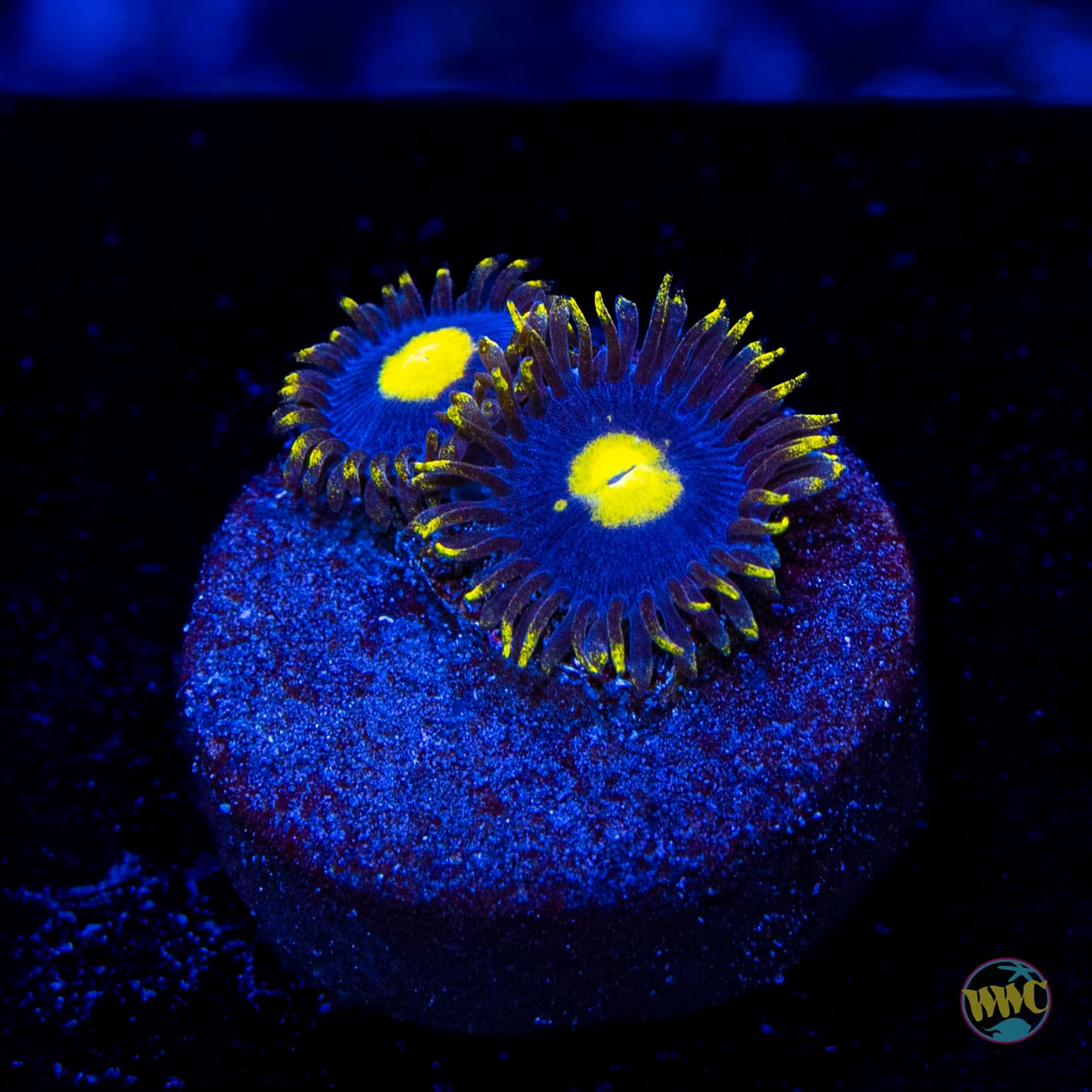 WWC Crazy Kimchi Zoanthids