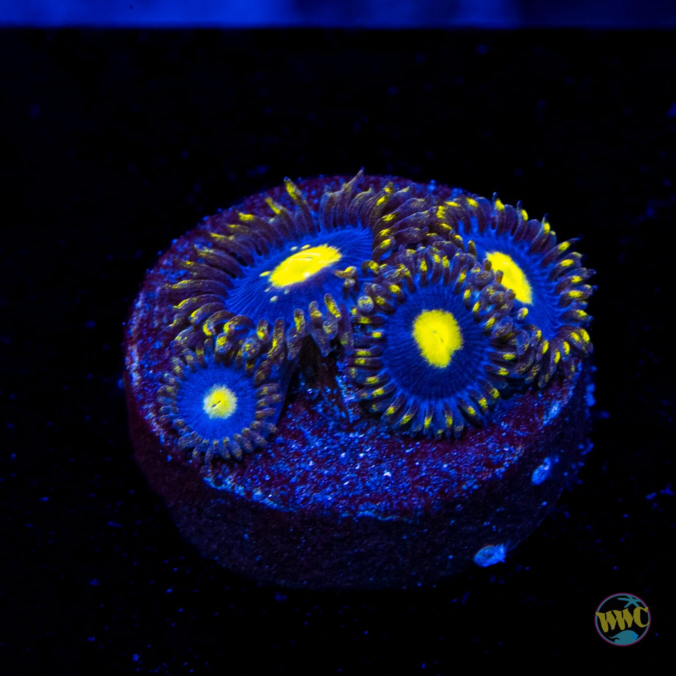 WWC Crazy Kimchi Zoanthids