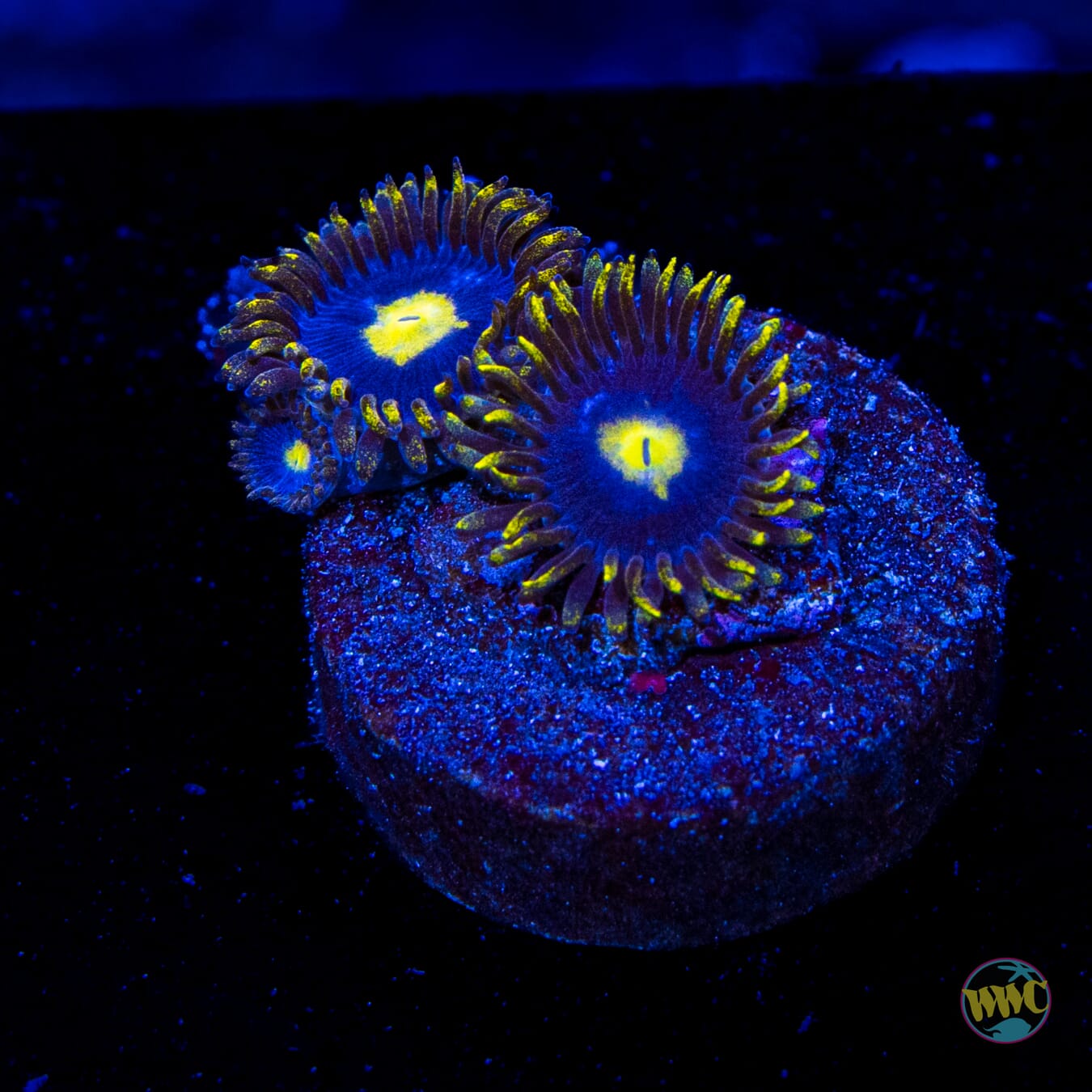 WWC Crazy Kimchi Zoanthids
