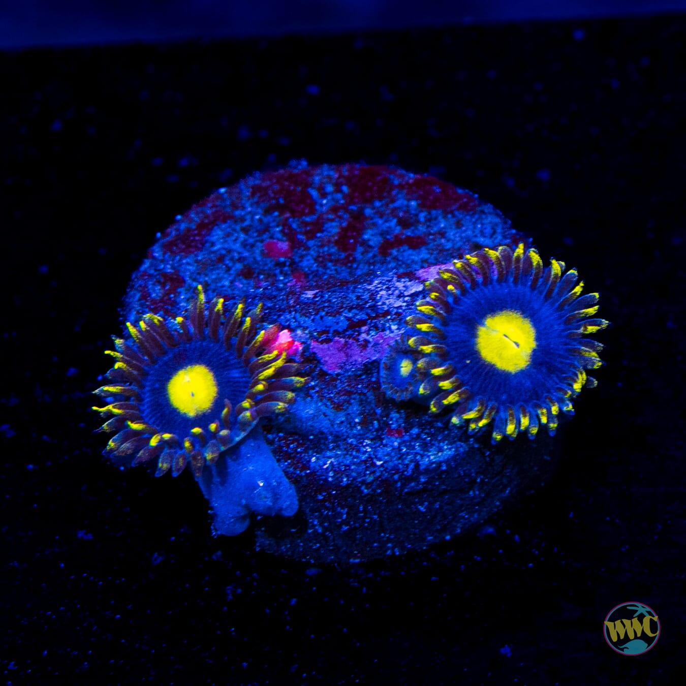 WWC Crazy Kimchi Zoanthids