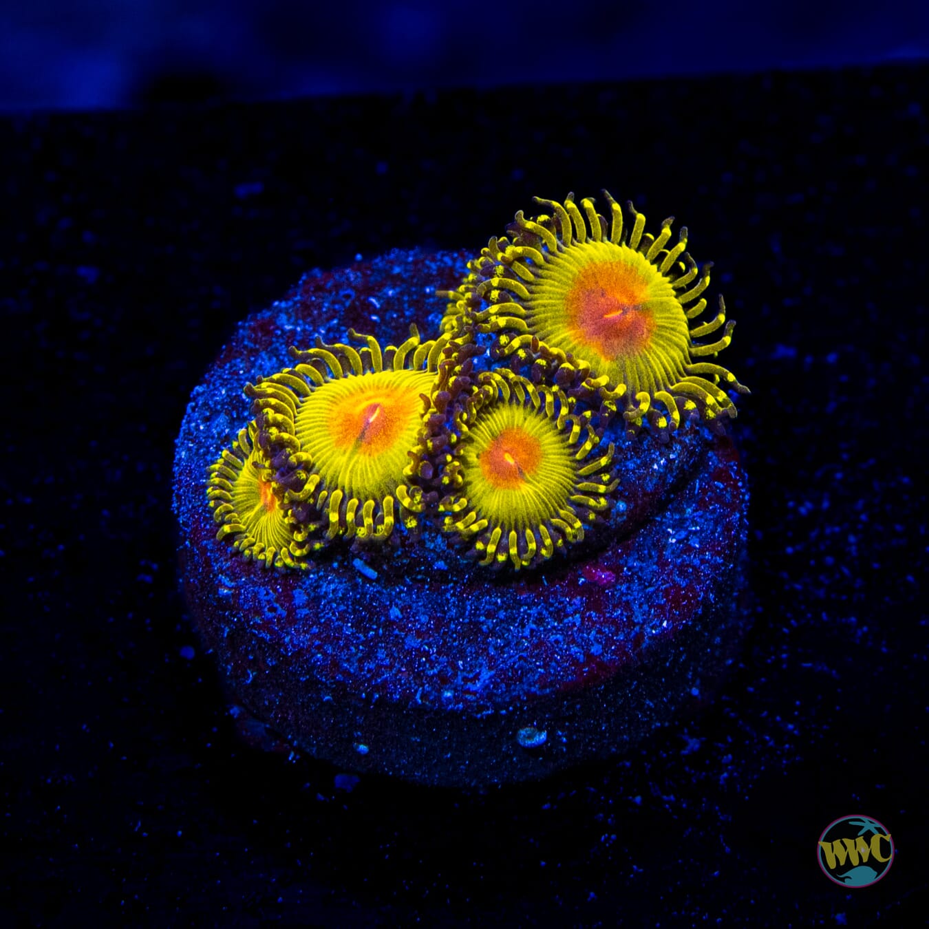 WWC Golden Gods Zoanthids