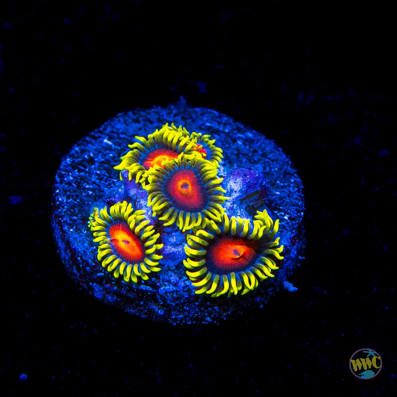 WWC Rising Sun Zoanthids