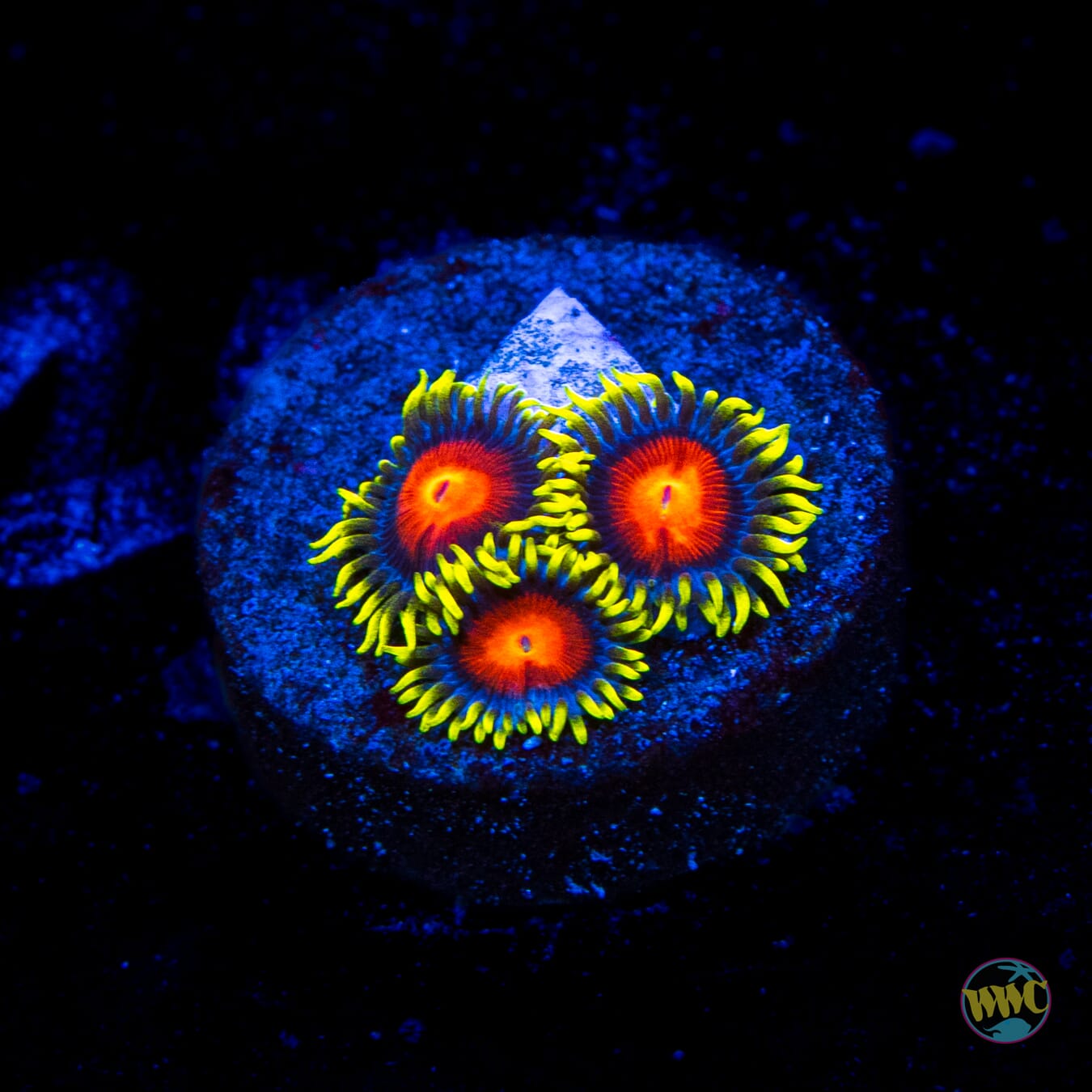 WWC Rising Sun Zoanthids