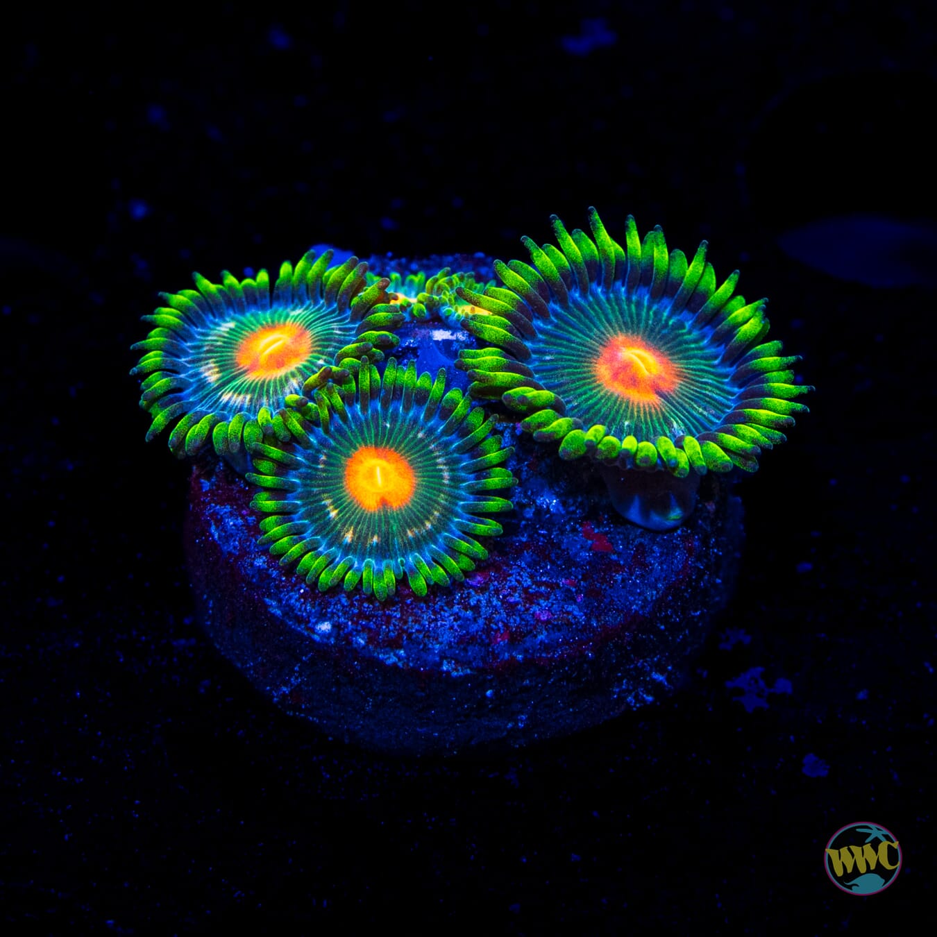 WWC Campfire Zoanthids